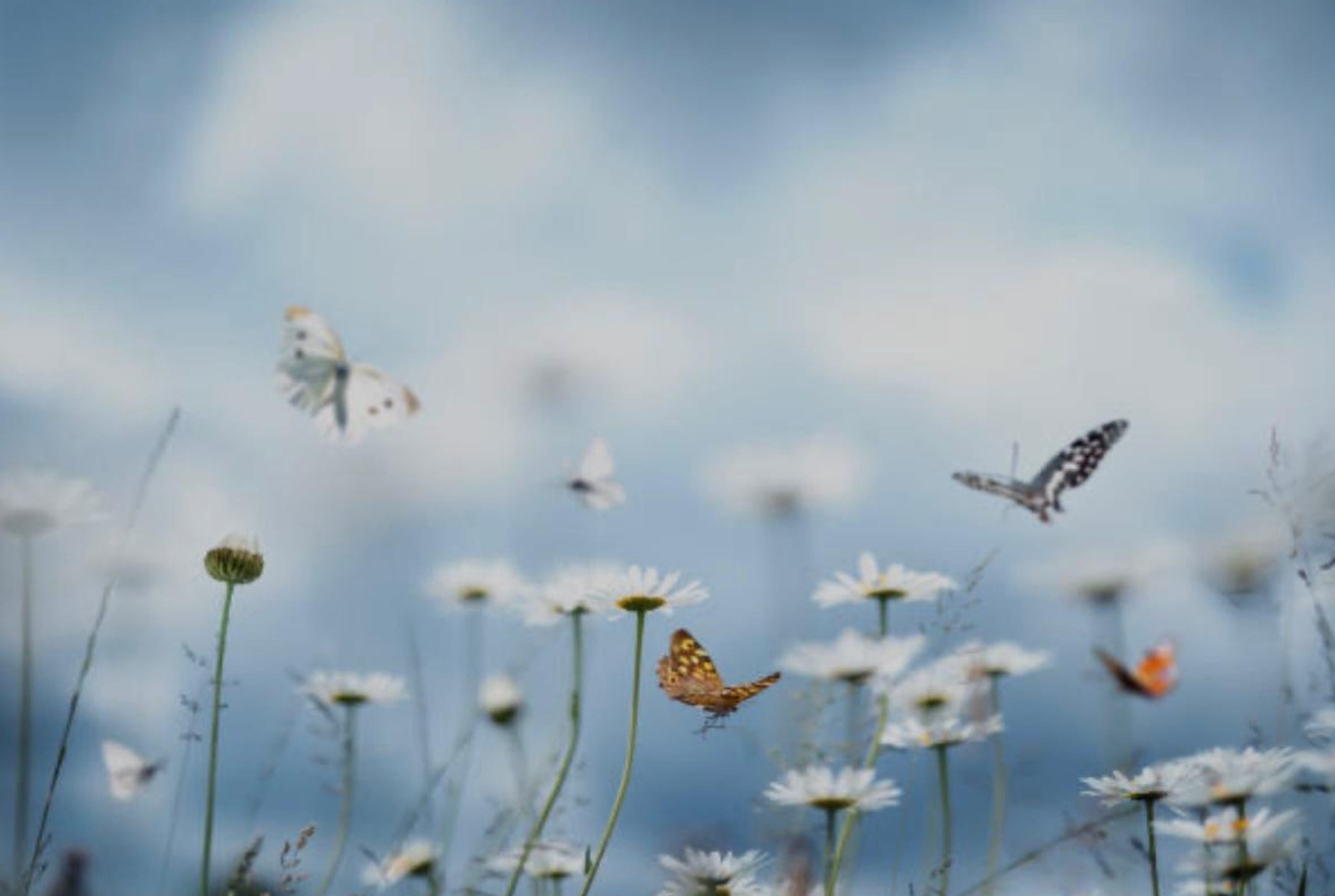 Flowers-and-butterflies.jpg